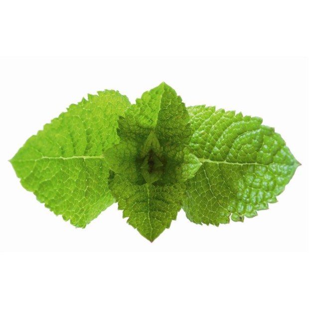POUDRE DE POLISSAGE PROPHYFLEX MENTHE (80 DOSETTES de 15GR)